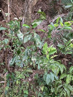 <a href="https://taieol.tw/muse/digi_object/245343da9d1ab4b74321897aea6304a3" target="_blank">Pyrenaria microcarpa／By：bahamutzero／iNaturalist</a>