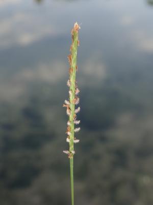 <a href="https://taieol.tw/muse/digi_object/1beffbd7f45d441cac1e18815d3226f8" target="_blank">假儉草／By：abujudy／iNaturalist</a>