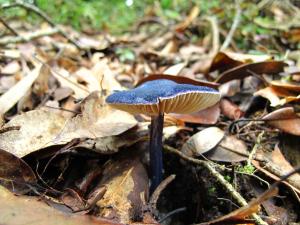 Entoloma nitidum(光澤粉褶菌)