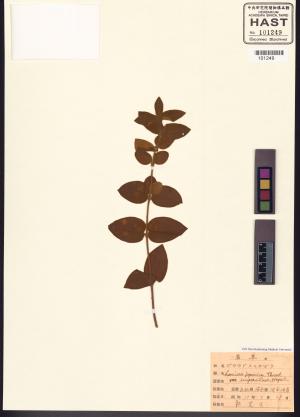 <a href="https://brmas.openmuseum.tw/muse/digi_object/d7d6b68f45cf4a6aeaa50f9c7fdb3a96" target="_blank">忍冬(金銀花)／中央研究院生物多樣性研究博物館植物標本館 (HAST)</a>