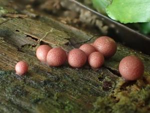 Lycogala exiguum(小粉瘤黏菌)