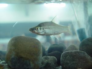 <a href="https://taieol.tw/muse/digi_object/4d6850df2debcaed13dd0fd807080430" target="_blank">羅漢魚／By：doggy0406／iNaturalist</a>
