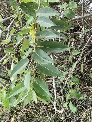 <a href="https://taieol.tw/muse/digi_object/2f1f5f42b1acb793388dac019e142923" target="_blank">水社柳／By：kellyshu／iNaturalist</a>