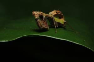 <a href="https://taieol.tw/muse/digi_object/aba5bff4b5c01fd277e04da12b6bb384" target="_blank">日本姬螳／By：raamii_chu／iNaturalist</a>