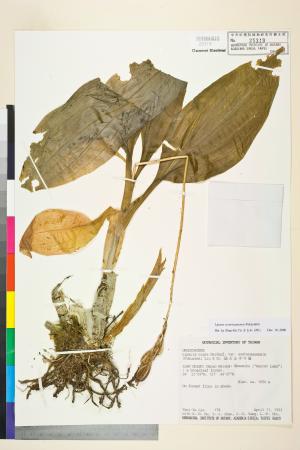 <a href="https://brmas.openmuseum.tw/muse/digi_object/d80ec68dc7e6a8d4ee227764a5c48e0f" target="_blank">插天山羊耳蒜／中央研究院生物多樣性研究博物館植物標本館 (HAST)</a>
