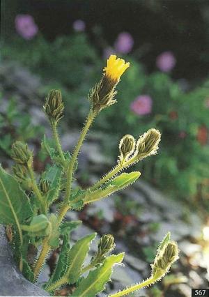 <a href="https://taieol.tw/muse/digi_object/212b95b129606f81355032b0e6df3afa" target="_blank">高山毛蓮菜／By：呂勝由／臺灣維管束植物簡誌</a>