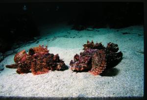<a href="https://fishdb.sinica.edu.tw/muse/digi_object/33c18bf409e5abf8ae9db6206ae83b5f" target="_blank">Scorpaenopsis cirrosa@fishdb-media-544／郭道仁</a>