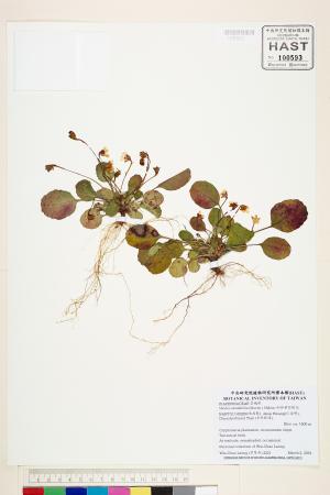 <a href="https://brmas.openmuseum.tw/muse/digi_object/d84c55af9ca89df8c810a32de2c0fc91" target="_blank">倒卵葉裂緣花／中央研究院生物多樣性研究博物館植物標本館 (HAST)</a>