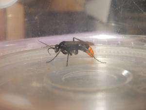 <a href="https://taieol.tw/muse/digi_object/82b4afd958f83fe6846a8e442d20d6c1" target="_blank">Tachypompilus analis／By：lava_chen／iNaturalist</a>