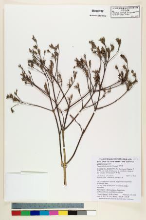 <a href="https://brmas.openmuseum.tw/muse/digi_object/d860a5e59ec69b4a1dcd8ca6f78a0feb" target="_blank">黃頂菊／中央研究院生物多樣性研究博物館植物標本館 (HAST)</a>