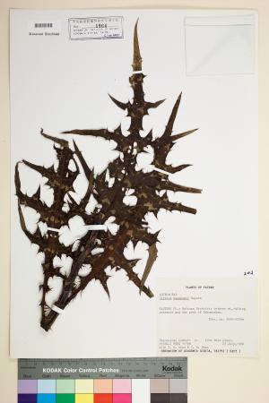 <a href="https://brmas.openmuseum.tw/muse/digi_object/d8627b0eff61ddf21df1dd8dc9d51f58" target="_blank">塔塔加薊／中央研究院生物多樣性研究博物館植物標本館 (HAST)</a>