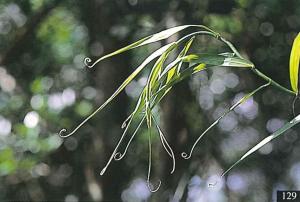 <a href="https://taieol.tw/muse/digi_object/cac73dc0a996a46887d098af8e97d972" target="_blank">印度鞭藤／By：臺灣維管束植物簡誌 第五卷／臺灣維管束植物簡誌</a>