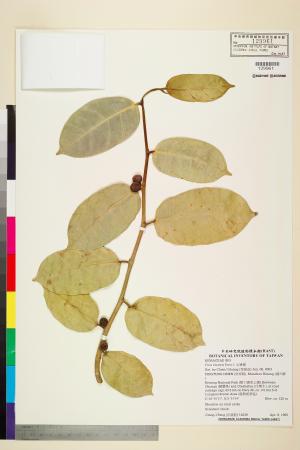 <a href="https://brmas.openmuseum.tw/muse/digi_object/d8b0a400cefe5e403bd3c3c626d262c6" target="_blank">山豬枷／中央研究院生物多樣性研究博物館植物標本館 (HAST)</a>