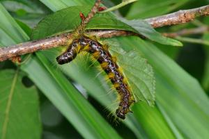 <a href="https://taieol.tw/muse/digi_object/180e883842982061ab7ba8d3e89170ea" target="_blank">Phalera flavescens flavescens／By：吳士緯／臺灣物種名錄(TaiCOL)</a>