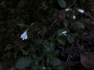 <a href="https://taieol.tw/muse/digi_object/84a24fa6a16820c4af42b07fadab9575" target="_blank">薄葉通泉草／By：isachao／iNaturalist</a>