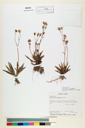 <a href="https://brmas.openmuseum.tw/muse/digi_object/d8cd93502ddcc05590dfe34d529fe457" target="_blank">台東黃菀／中央研究院生物多樣性研究博物館植物標本館 (HAST)</a>