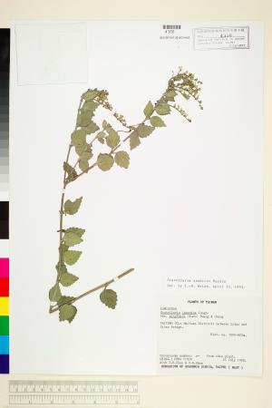 <a href="https://brmas.openmuseum.tw/muse/digi_object/d8ce303cdae4a2a8ce029feff49612ef" target="_blank">田代氏黃苓／中央研究院生物多樣性研究博物館植物標本館 (HAST)</a>