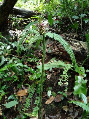 <a href="https://taieol.tw/muse/digi_object/5d650726eb7ebc564ce0ecc66d1976d2" target="_blank">東亞魔芋／By：yijie／iNaturalist</a>