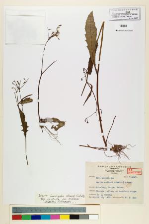 <a href="https://brmas.openmuseum.tw/muse/digi_object/d8d0cb9b5da67820dd06fc05de1ac093" target="_blank">刀傷草／中央研究院生物多樣性研究博物館植物標本館 (HAST)</a>