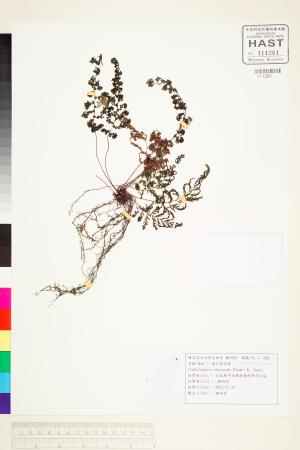 <a href="https://brmas.openmuseum.tw/muse/digi_object/d8d32dda66599312ef14aa69ab085291" target="_blank">線片長筒蕨／中央研究院生物多樣性研究博物館植物標本館 (HAST)</a>