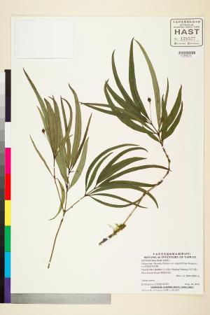 <a href="https://brmas.openmuseum.tw/muse/digi_object/d8f17eaec7853a184be339f7d21fef22" target="_blank">細葉疏果海桐／中央研究院生物多樣性研究博物館植物標本館 (HAST)</a>