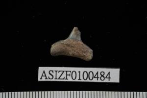<a href="https://brmas.openmuseum.tw/muse/digi_object/5b0b59ca39898de91ae47532dee6494a" target="_blank">Carcharhinus sp.／中央研究院生物多樣性研究博物館動物標本館 (ASIZ)</a>