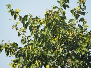 <a href="https://taieol.tw/muse/digi_object/f934a6821e8e23981cbded9471141ea0" target="_blank">破布子／By：leaf0605／iNaturalist</a>