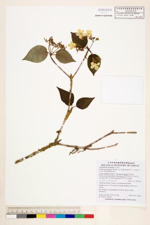 <a href="https://brmas.openmuseum.tw/muse/digi_object/d9195300a12c7cb188e8628992f81506" target="_blank">臺灣蝴蝶戲珠花／中央研究院生物多樣性研究博物館植物標本館 (HAST)</a>