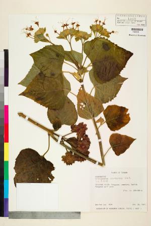 <a href="https://brmas.openmuseum.tw/muse/digi_object/d929bdb56ec99677b20b5229e699676a" target="_blank">白毛臭牡丹／中央研究院生物多樣性研究博物館植物標本館 (HAST)</a>