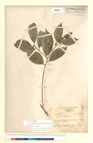 <a href="https://brmas.openmuseum.tw/muse/digi_object/d9564a827152a34fb8fa6847eb4ff5ea" target="_blank">台灣糊樗／中央研究院生物多樣性研究博物館植物標本館 (HAST)</a>