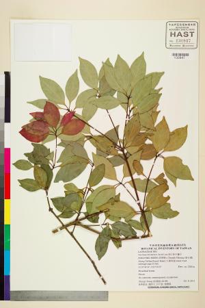 <a href="https://brmas.openmuseum.tw/muse/digi_object/d958e900027d7272b0cfa453fc1308e1" target="_blank">南仁新木薑子／中央研究院生物多樣性研究博物館植物標本館 (HAST)</a>