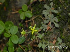 <a href="https://taieol.tw/muse/digi_object/9176edf61bbc9e1e7ce29ee539c05ee8" target="_blank">火焰草／By：chinaberryhuang／iNaturalist</a>
