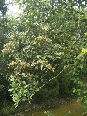 <a href="https://taieol.tw/muse/digi_object/4e3a50fce18c66fcfecff7ceab90e9e2" target="_blank">樹杞／By：shuduan／iNaturalist</a>