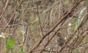 <a href="https://taieol.tw/muse/digi_object/b543947f7b0818ae803704cfa555fbc8" target="_blank">田鵐／By：abujudy／iNaturalist</a>