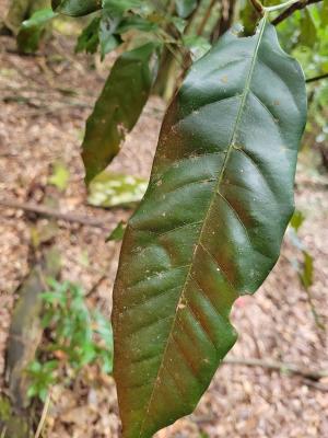 <a href="https://taieol.tw/muse/digi_object/8257e71d3d398a635fe89b994f274723" target="_blank">黃杞／By：borchuan／iNaturalist</a>