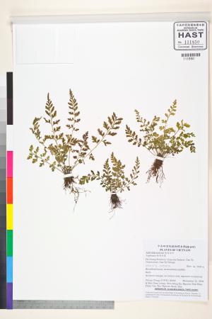 <a href="https://brmas.openmuseum.tw/muse/digi_object/d989e6f2198f1cc6fe80be03ba795226" target="_blank">鐵角蕨屬／中央研究院生物多樣性研究博物館植物標本館 (HAST)</a>