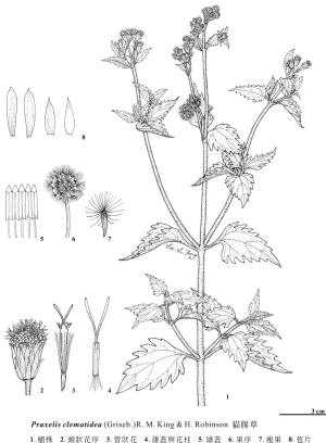 <a href="https://taieol.tw/muse/digi_object/fab0c8ecdabe1eeae30a5a52780a3c2e" target="_blank">Praxelis clematidea／By：金門植物誌／金門國家公園管理處</a>