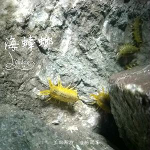 <a href="https://taieol.tw/muse/digi_object/3790d1fafa866bdcb03f6e1752c988db" target="_blank">海蟑螂屬／By：Lanchester／臺灣生命大百科</a>
