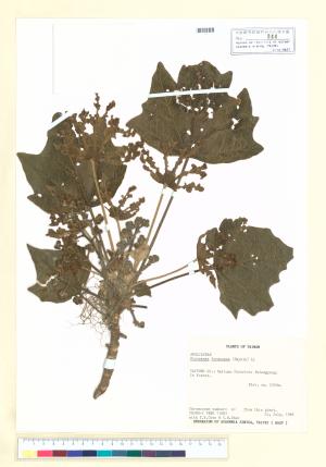 <a href="https://brmas.openmuseum.tw/muse/digi_object/d9a3a1d68d62968bea8ebd1196afbedb" target="_blank">華參／中央研究院生物多樣性研究博物館植物標本館 (HAST)</a>