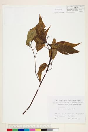<a href="https://brmas.openmuseum.tw/muse/digi_object/d9dab0c025b625517c1a316d8a93a805" target="_blank">梜木／中央研究院生物多樣性研究博物館植物標本館 (HAST)</a>