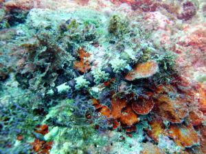 <a href="https://taieol.tw/muse/digi_object/f0993c24607a9c0a8df7e14dc765c587" target="_blank">紅花斑狗母魚／By：shuchen_huang／iNaturalist</a>