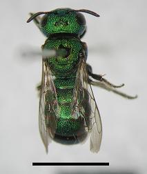 綠蘆蜂標本照