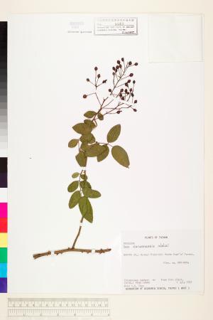 <a href="https://brmas.openmuseum.tw/muse/digi_object/d9ff6b45341116c8d4caf4814c6b8e4f" target="_blank">太魯閣薔薇／中央研究院生物多樣性研究博物館植物標本館 (HAST)</a>
