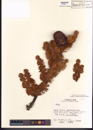 <a href="https://brmas.openmuseum.tw/muse/digi_object/da063a54f3c17f8d919f96d7e3aba67e" target="_blank">冷杉屬／中央研究院生物多樣性研究博物館植物標本館 (HAST)</a>