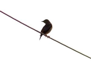 <a href="https://taieol.tw/muse/digi_object/f6d9cd053c6078f45a897ac93b3e23c5" target="_blank">灰頭椋鳥／By：yyykkyyykk／iNaturalist</a>