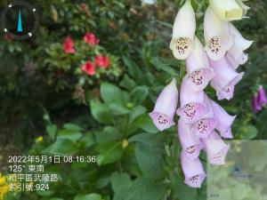 <a href="https://taieol.tw/muse/digi_object/9567650490b60f3cf9e3998b0e19fa3c" target="_blank">毛地黃／By：ssnp019／iNaturalist</a>