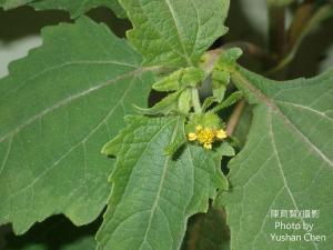 <a href="https://taieol.tw/muse/digi_object/aa7aeafebbf8afb2cee87a4da9539cb4" target="_blank">豨薟／By：cyst007／iNaturalist</a>
