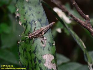 <a href="https://taieol.tw/muse/digi_object/096bf0676f85c74c94d5ba43b3512fed" target="_blank">林蝗／By：kinmatsu／iNaturalist</a>