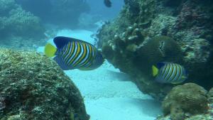 <a href="https://taieol.tw/muse/digi_object/0f13d74721902f133b29dc0fb0511c43" target="_blank">雙棘甲尻魚／By：r_lai／iNaturalist</a>