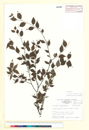 <a href="https://brmas.openmuseum.tw/muse/digi_object/da473833d7ead74430edcfaeb5cdf6d3" target="_blank">燈稱花／中央研究院生物多樣性研究博物館植物標本館 (HAST)</a>